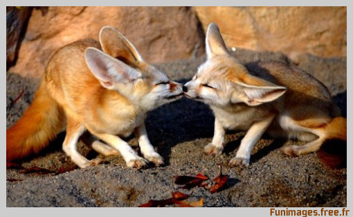 funimages image photo insolite animal animaux tendresse baiser